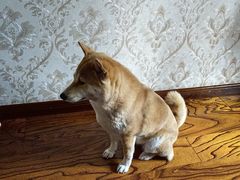 -达爱动物医院·犬猫分区·CT·复杂眼科(远洋山水分院)