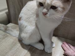 -藏猫猫咖啡主题馆(中央大道店)