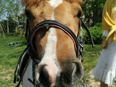 -月河湾马术俱乐部(朝阳店)