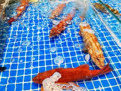 -三亚火车头万人海鲜广场