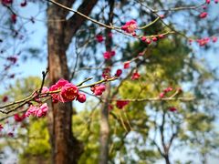 -梅花山(明孝陵内)