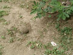 -老王豆皮