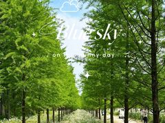 -黄海国家森林公园