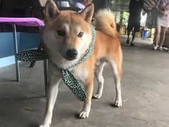 -柴犬高等学院·狗咖·柴犬售卖·宠物训练