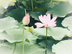 -梁鸿国家湿地公园