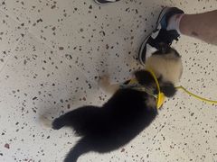 -瑞派康怡24h宠物医院·犬猫医疗中心·微创绝育(瑞景分院)
