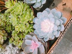 -双季花艺园艺市场(浦东店)