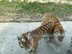 -西安秦岭野生动物园