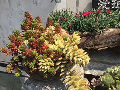 -寂照庵