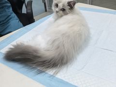-美美宠物诊疗中心·异宠·骨科(滨江东信分院)
