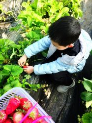 -蓝呗呗蓝莓草莓采摘园(通州区马驹桥店)
