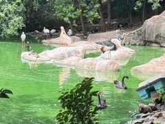 -合肥野生动物园