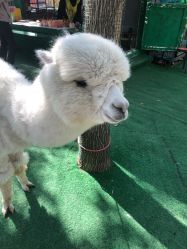 -萌宠亲子动物乐园(槐房万达店)