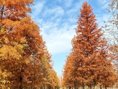 -黄海国家森林公园