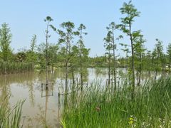 -上海长兴岛郊野公园