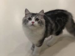 -飞行喵MR PILOT|猫舍·猫咖(静安大融城店)
