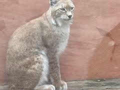 -青藏高原野生动物园
