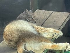 -青藏高原野生动物园
