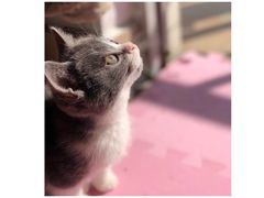 -lincat·猫舍(广州店)