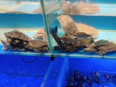 -阿财老铺·凤阳土菜馆