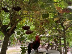 -呀路古热带植物园