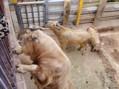 -西霞口神雕山野生动物世界