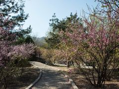 -北京鹫峰国家森林公园