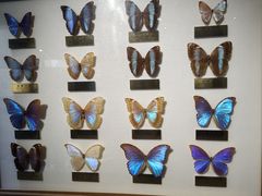 -上海昆虫博物馆