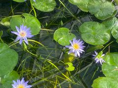 -国家植物园南园