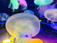 -太平洋海底世界