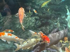 -上海海洋水族馆