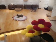 -momokira米努特·德文卷毛猫·棉花面纱犬