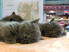 -小尾巴宠物店(万科·金域华庭店)