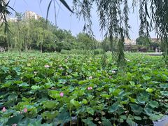 -南翠屏公园