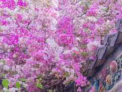 -深圳国际园林花卉博览园