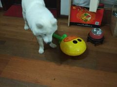 -瑞鹏宠物医院·爱宠堂·骨外专科(西荷分院)