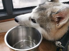 -Husky Go! 哈士奇体验馆·宠物咖啡厅狗咖