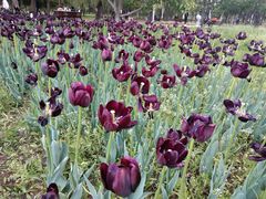 -长春公园(普阳街道)