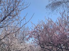 -桃花堤公园