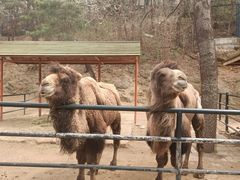 -大连森林动物园