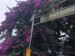 -金马仑薰衣草花园(Cameron Lavender)