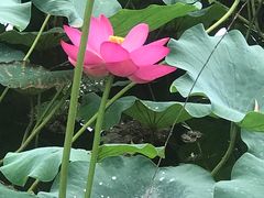 -丰台花园