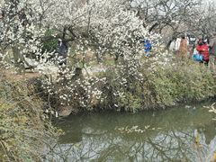 -香雪海