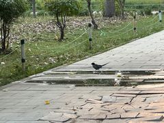 -北陵公园