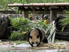 -都江堰中华大熊猫苑