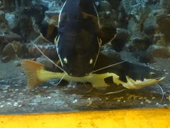 -东方巨龟苑景区