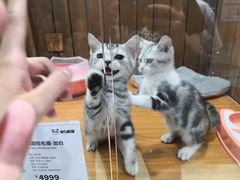 -龟与熊猫宠物公园(南坪店)