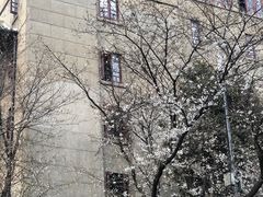 -武汉大学-樱园