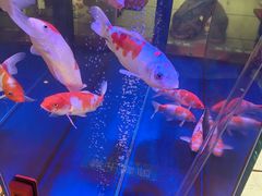-大江户·温泉洗浴(浑南店)