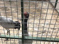 -青藏高原野生动物园